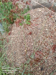 Melinis repens