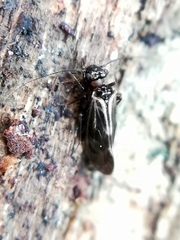 Elipsocidae