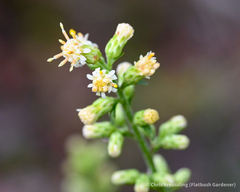 Solidago bicolor