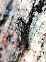 Elipsocidae