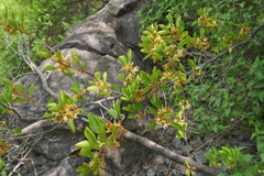 Sideroxylon occidentale