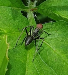 Camponotus singularis