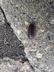 Armadillidium vulgare