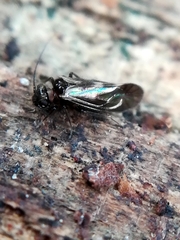 Elipsocidae