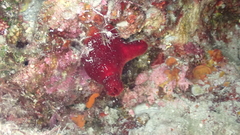 Halocynthia papillosa