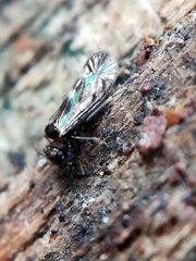 Elipsocidae