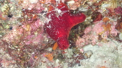 Halocynthia papillosa