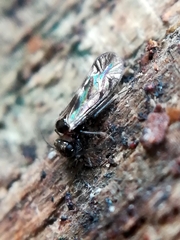 Elipsocidae