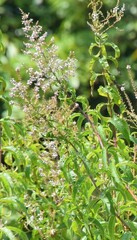 Aloysia citrodora