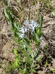 Amsonia tabernaemontana