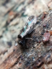 Elipsocidae