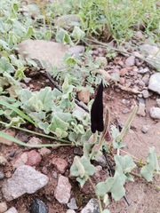Aristolochia wrightii