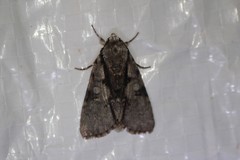 Acronicta funeralis