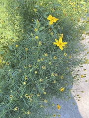Coreopsis