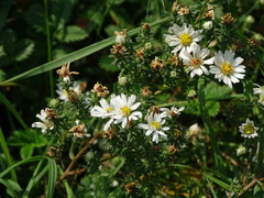Symphyotrichum ericoides