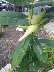 Asclepias syriaca
