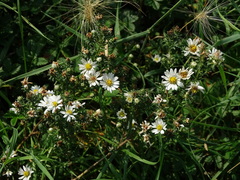 Symphyotrichum ericoides
