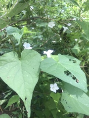 Ipomoea lacunosa