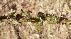 Pterocaulon