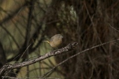 Leiothlypis virginiae