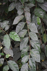 Grewia flavescens