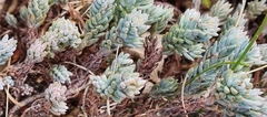 Petrosedum