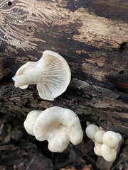 Pleurotus pulmonarius
