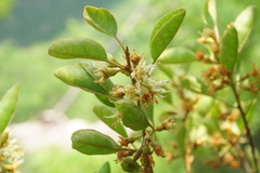 Sideroxylon occidentale