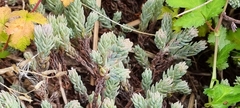 Petrosedum