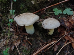 Caloboletus radicans