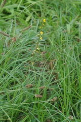 Agrimonia eupatoria