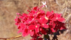 Carphalea