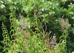 Aloysia citrodora
