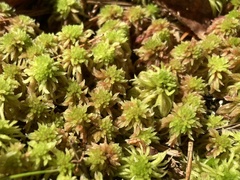 Sphagnum capillifolium