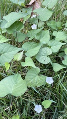 Ipomoea lacunosa