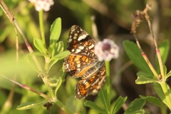Phyciodes picta