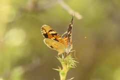 Phyciodes picta
