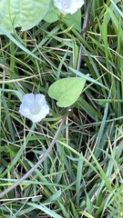 Ipomoea lacunosa