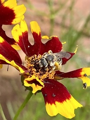 Halictus farinosus