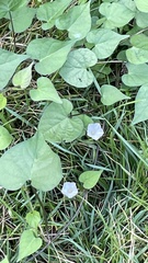 Ipomoea lacunosa