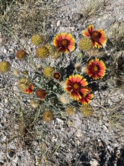 Gaillardia pulchella