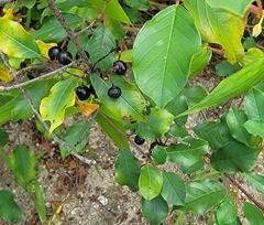 Frangula alnus