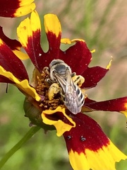 Halictus farinosus