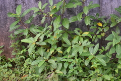 Ficus