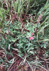 Geranium viscosissimum