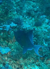 Odonus niger