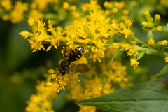 Cnemidandrena