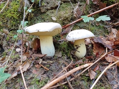 Caloboletus radicans