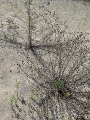 Lepidium densiflorum