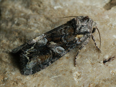 Lacanobia contigua